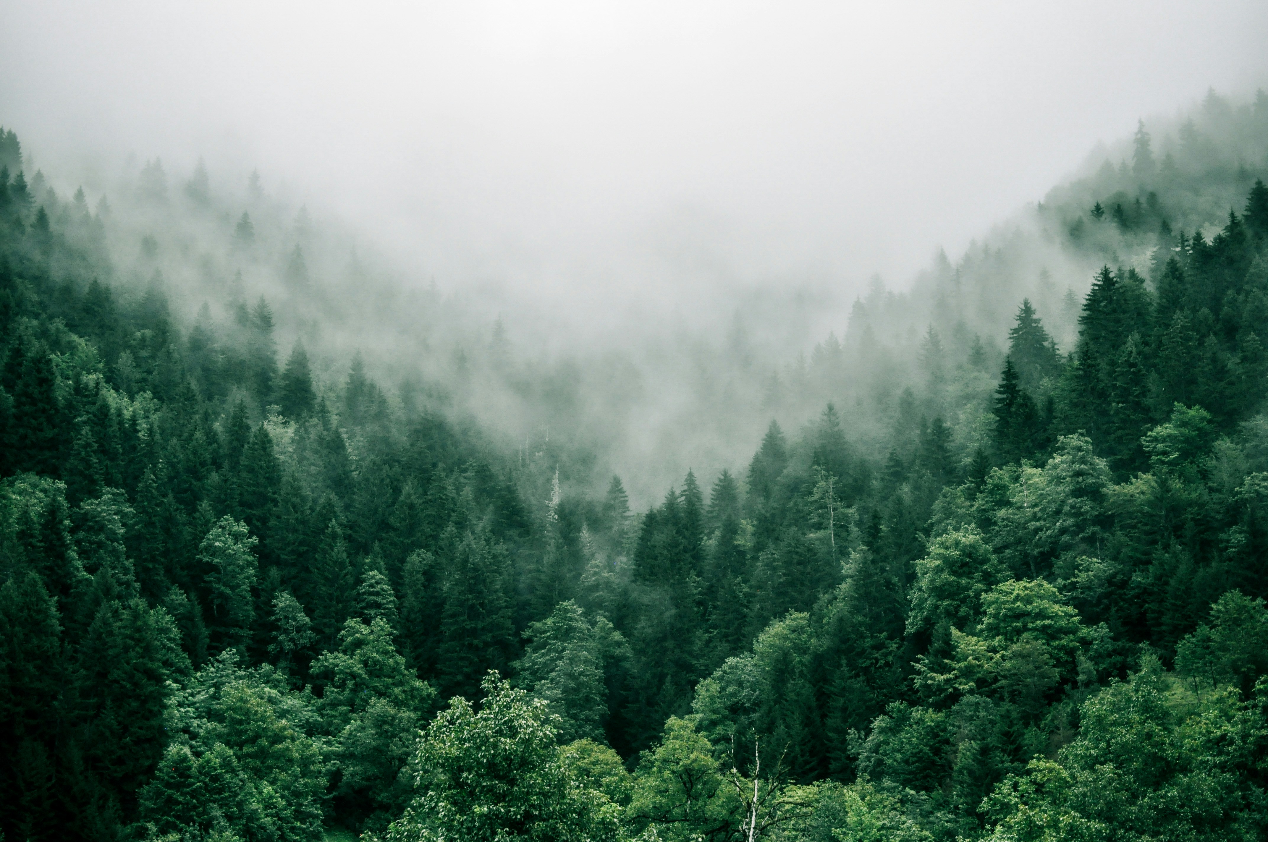 Mist moving through a conifer forest canopy